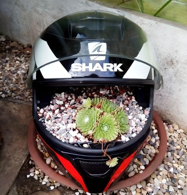 Houseleek plant thriving in an old Shark full face helmet with the visor open. You can protect the plant by closing the visor to shield it from excessive sunlight, snow, or potential damage from animals.