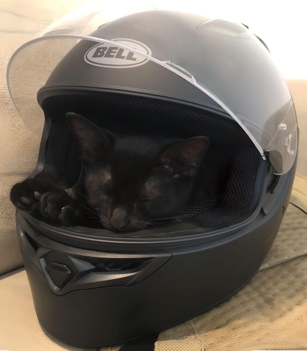 Since it's Friday the 13th, here's Boba (who was adopted on a Friday the 13th in April) peacefully sleeping in a retired Bell helmet.