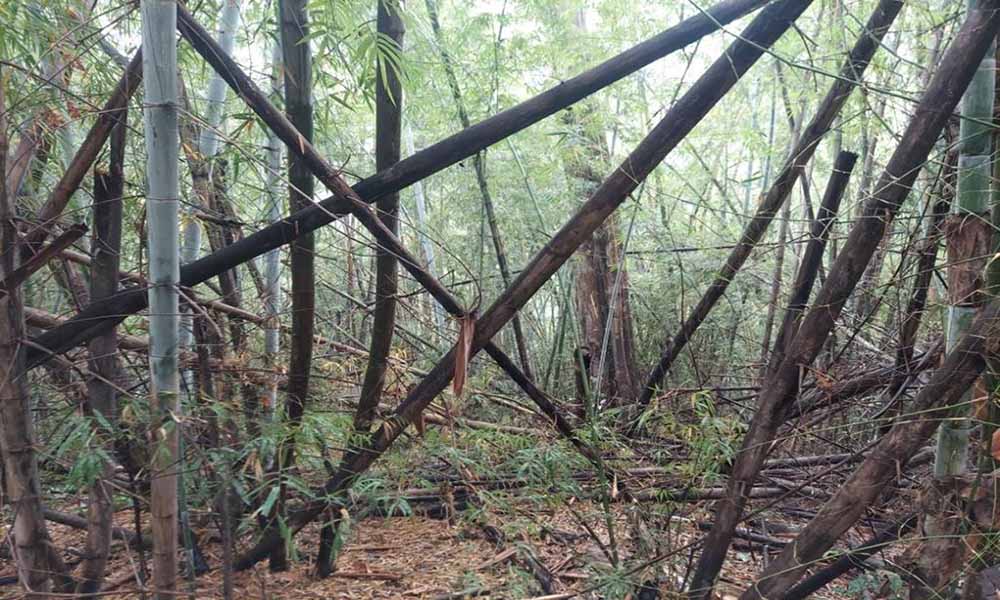 Bamboo Forest Lauda Air Crash Site Thailand